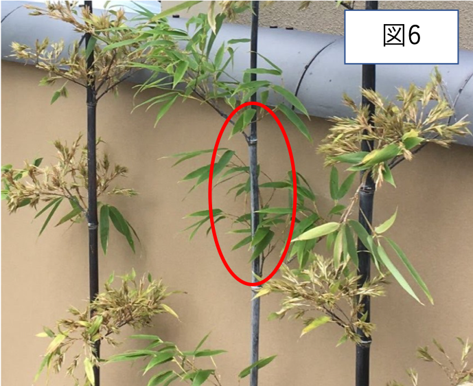 120年に一度？竹の「一斉開花」現象