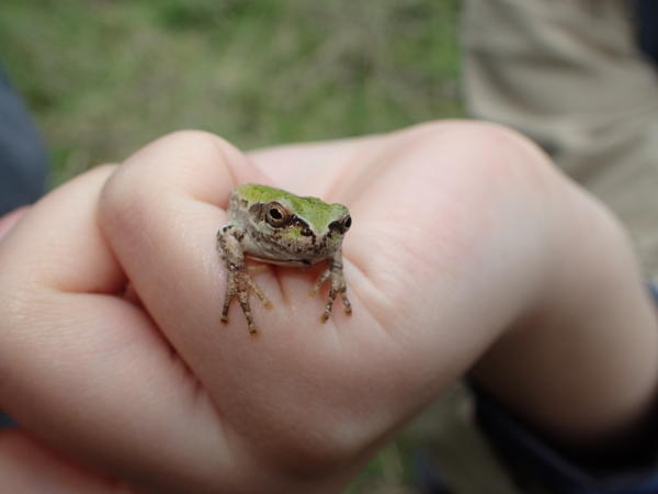 アマガエル