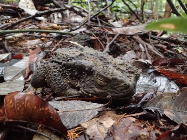 ボルネオにいた特大ガエル