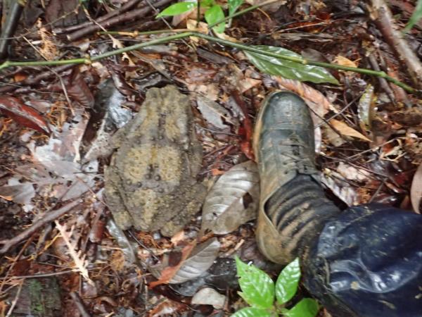 ボルネオにいた特大ガエル