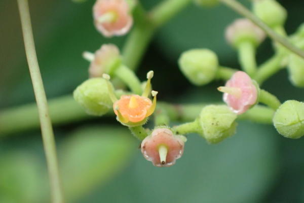 ヤブガラシの花