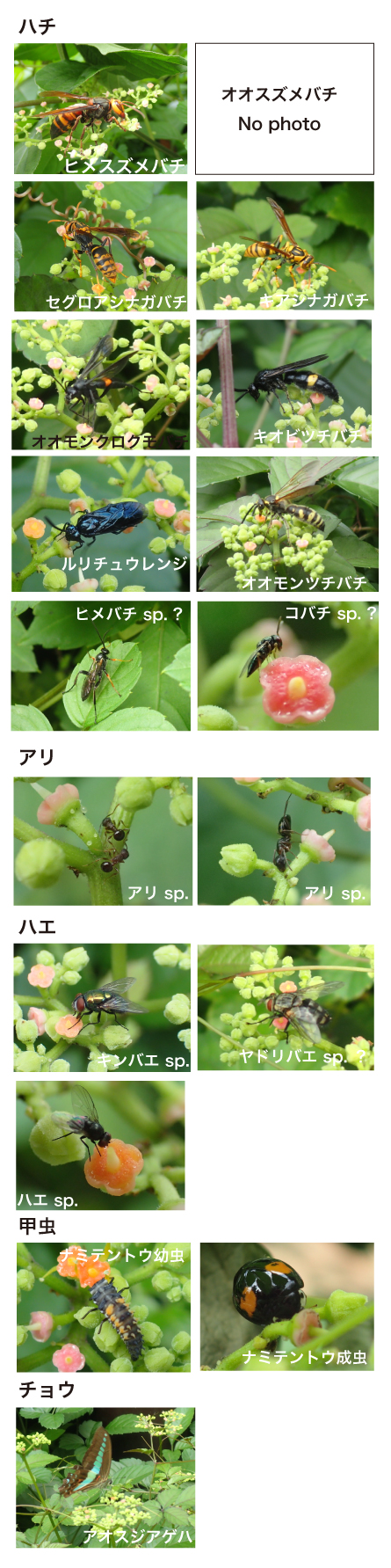 ヤブガラシに来た昆虫