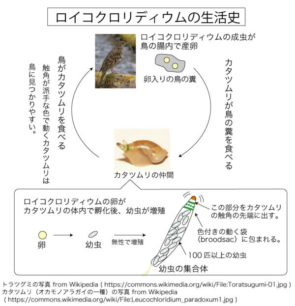 ロイコクロリディウムの生活史