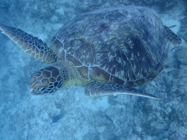 アオウミガメ