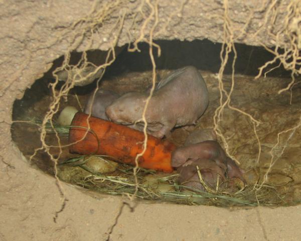 ハダカデバネズミ