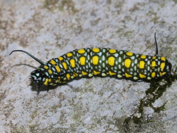アサギマダラの幼虫