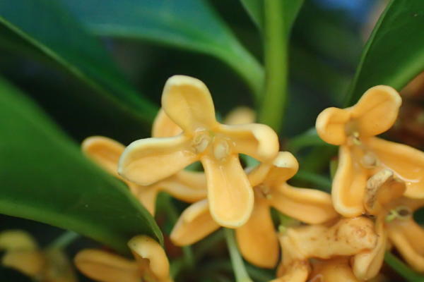 キンモクセイの雄花
