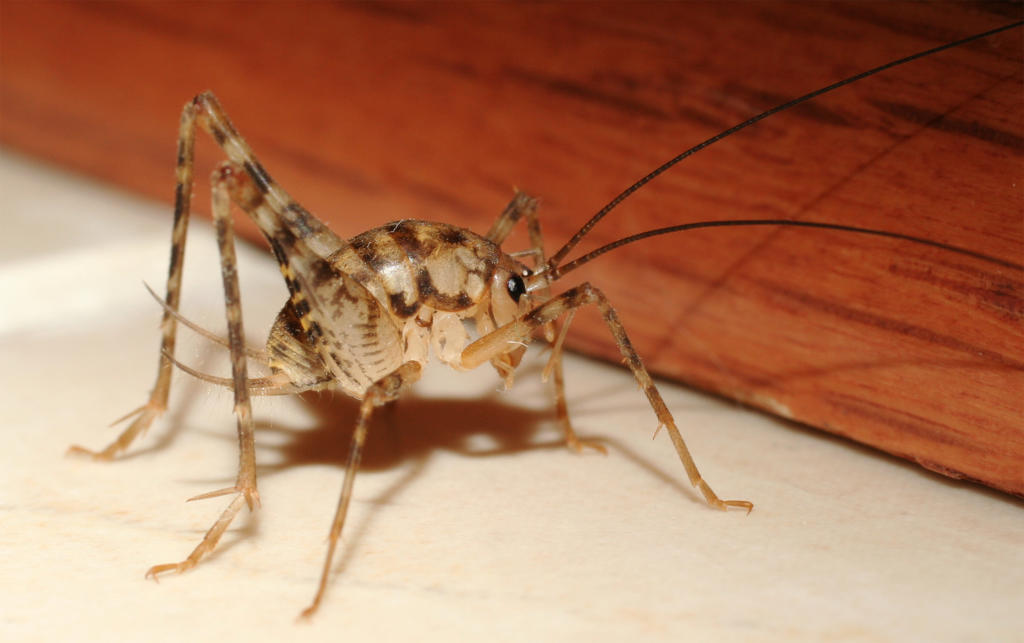 カマドウマの一種