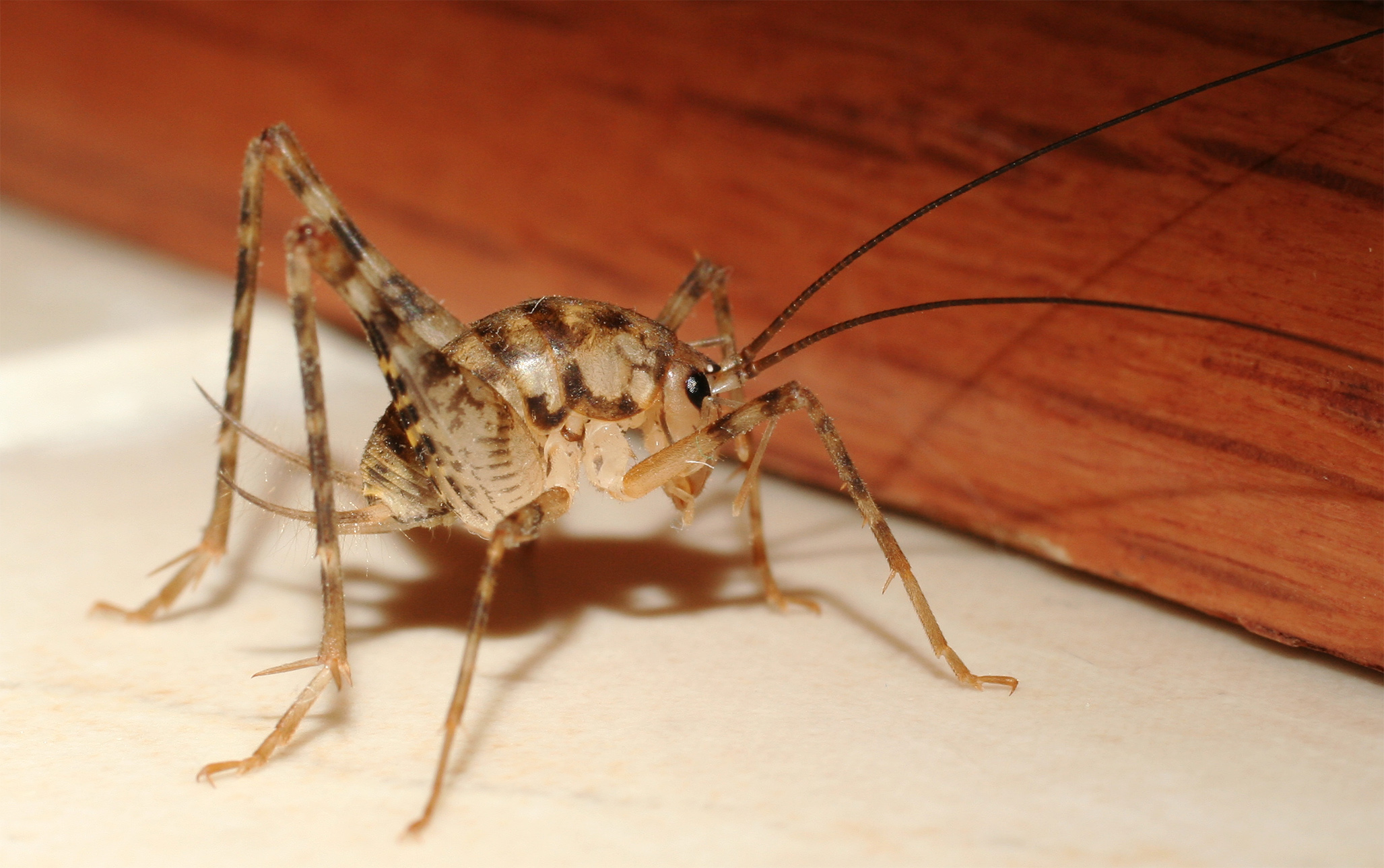 カマドウマの寄生虫、ハリガネムシが作る川の生態系 - いきもの発見日和