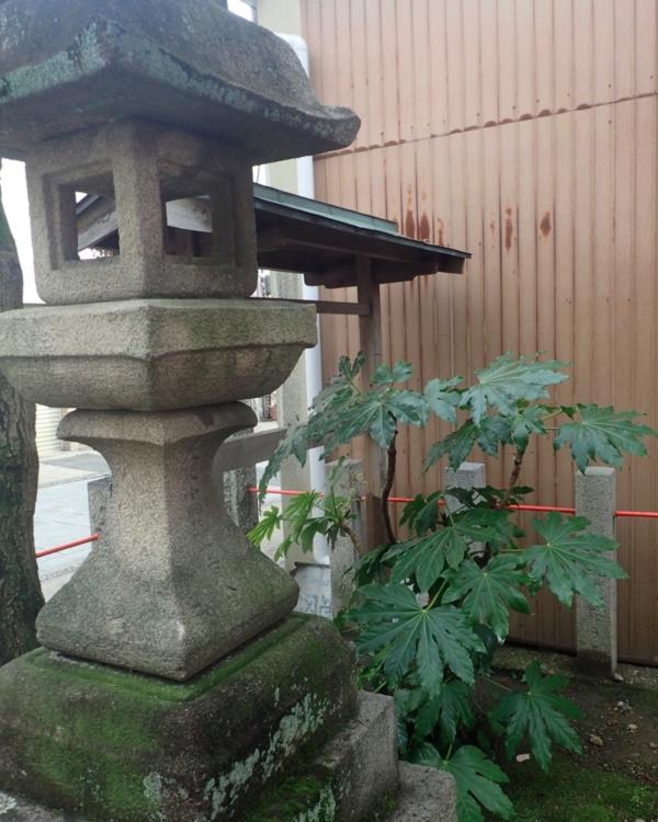 ヤツデ