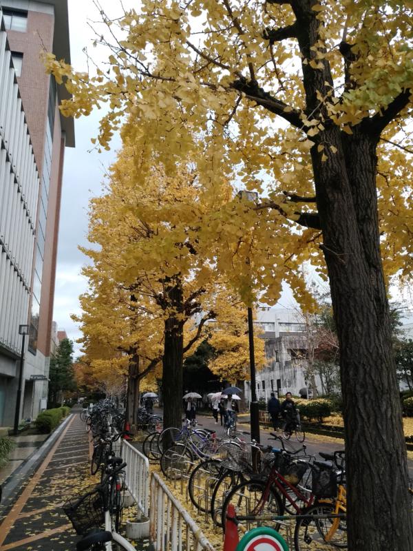 イチョウ