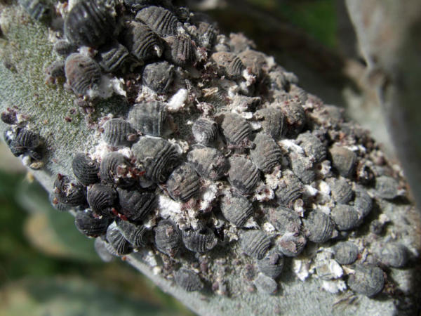 Cochenille