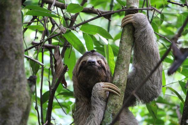 sloth