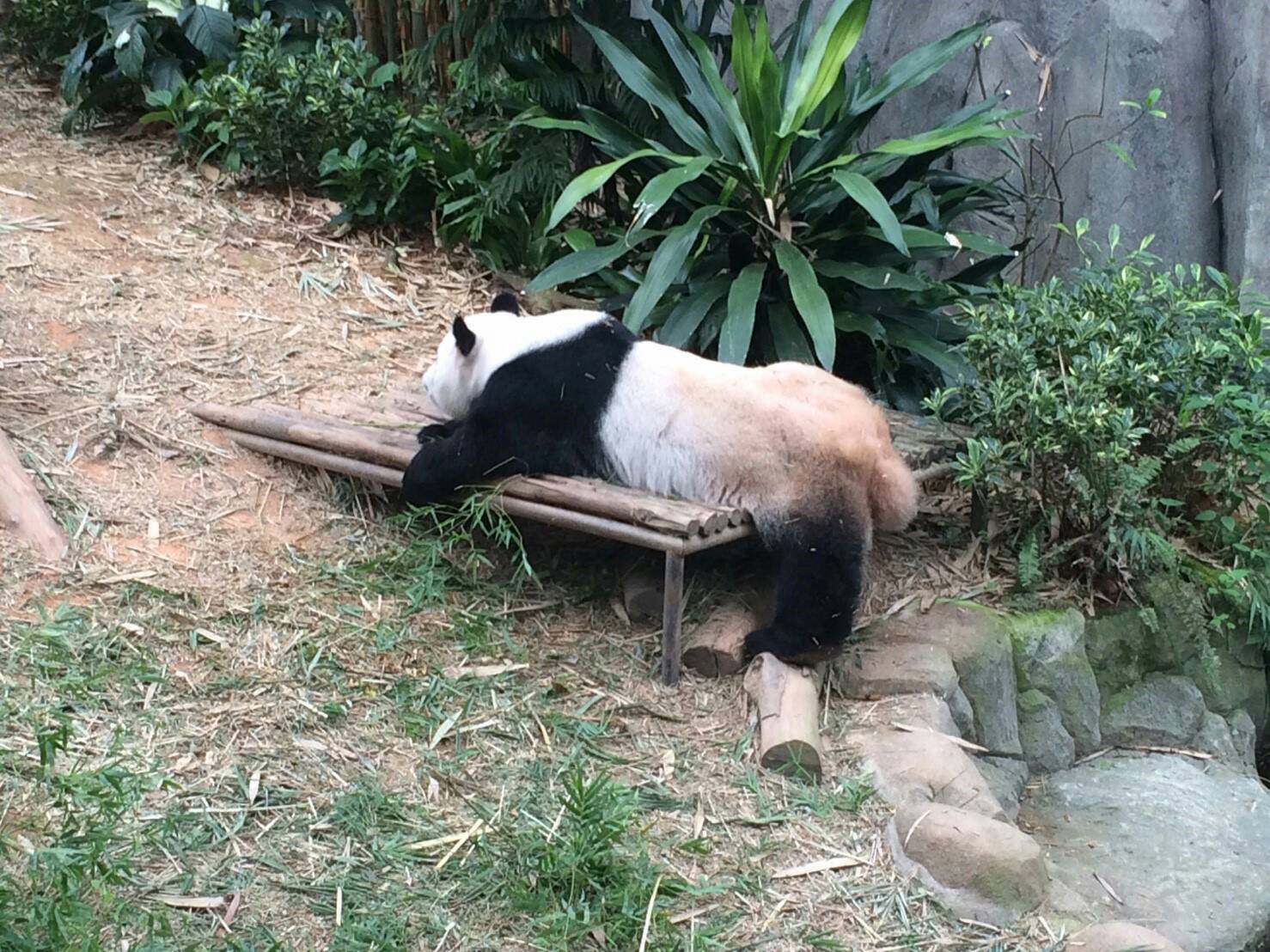 ジャイアントパンダ