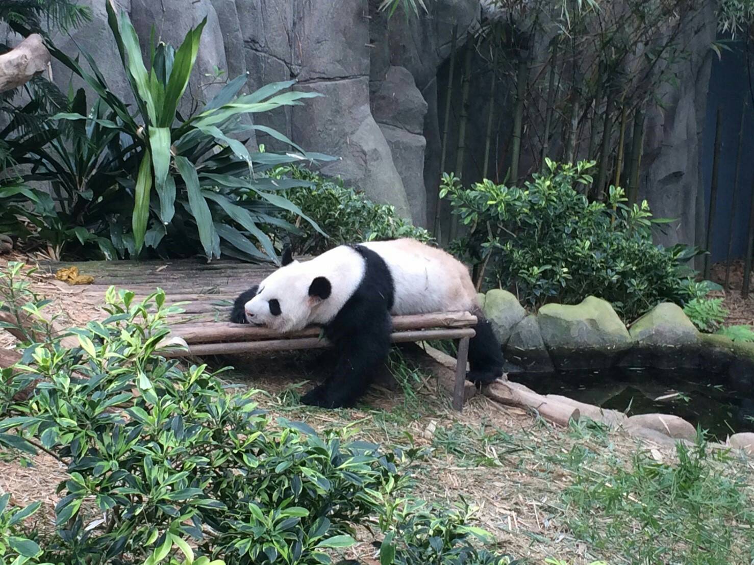 ジャイアントパンダ