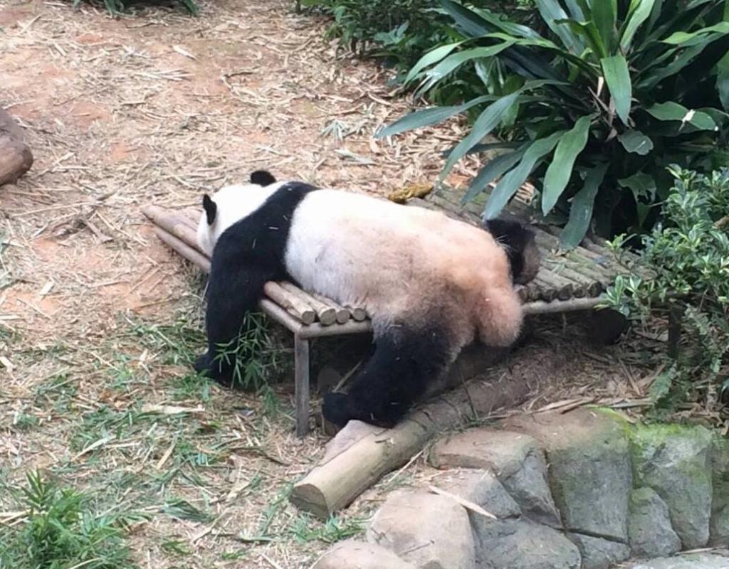 パンダ