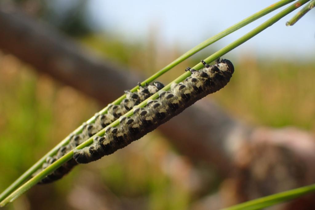 マツノキハバチの幼虫