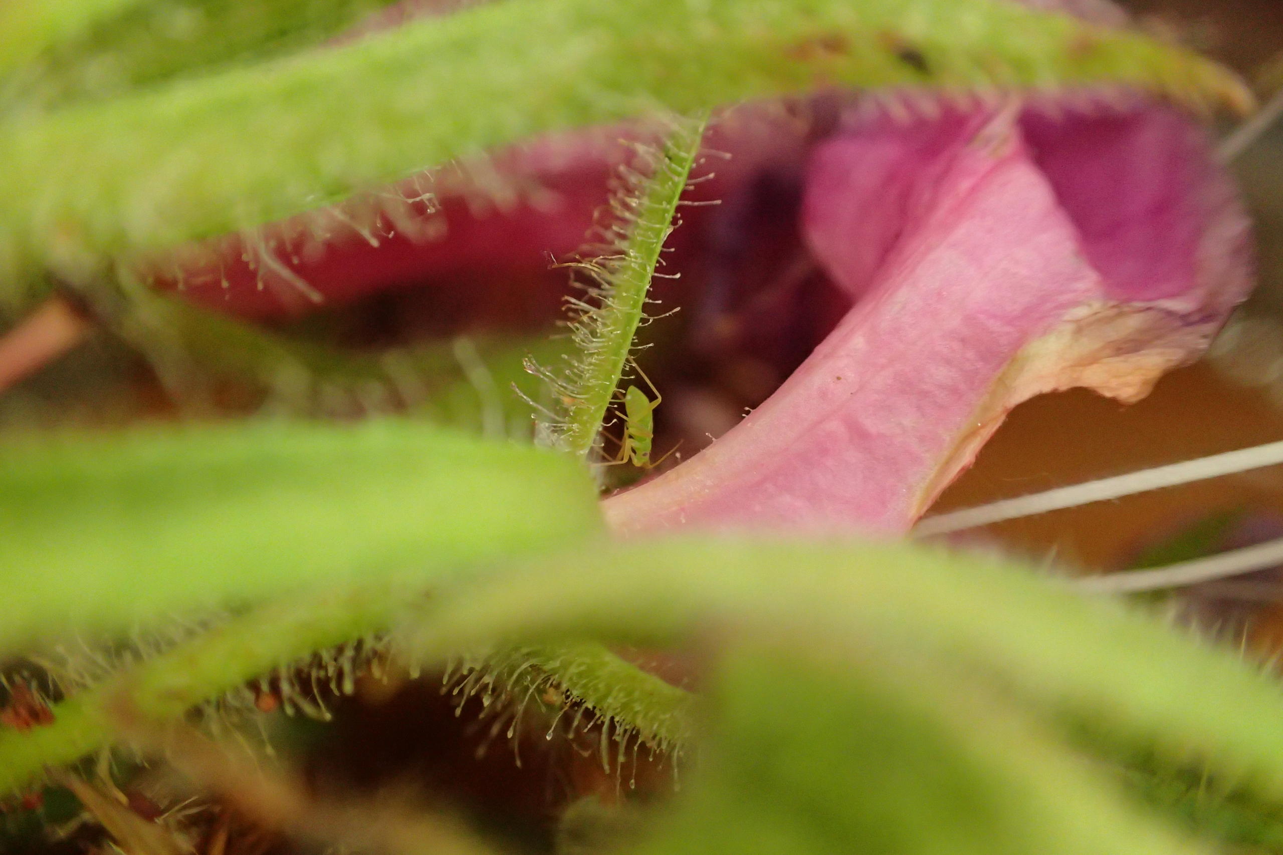モチツツジカスミカメの幼虫