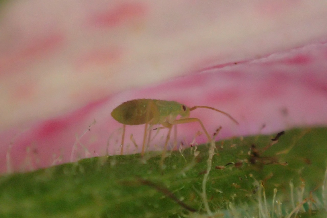 モチツツジカスミカメの幼虫