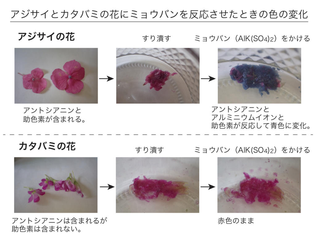 アジサイの色の変化
