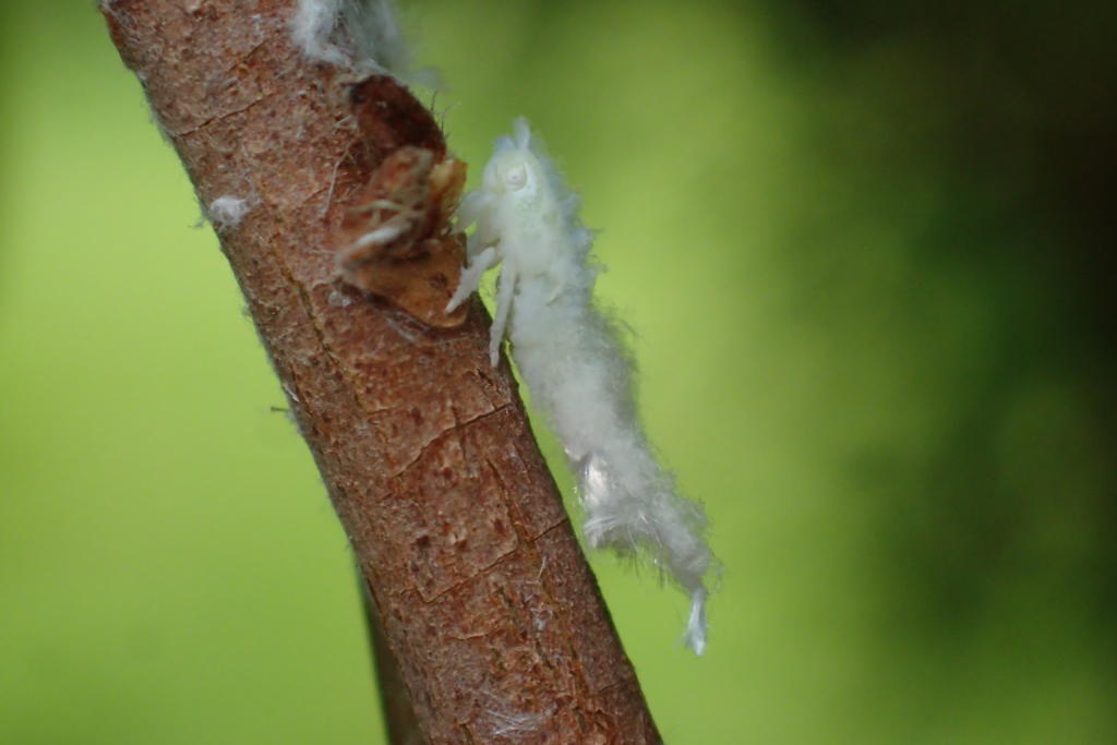アオバハゴロモの幼虫