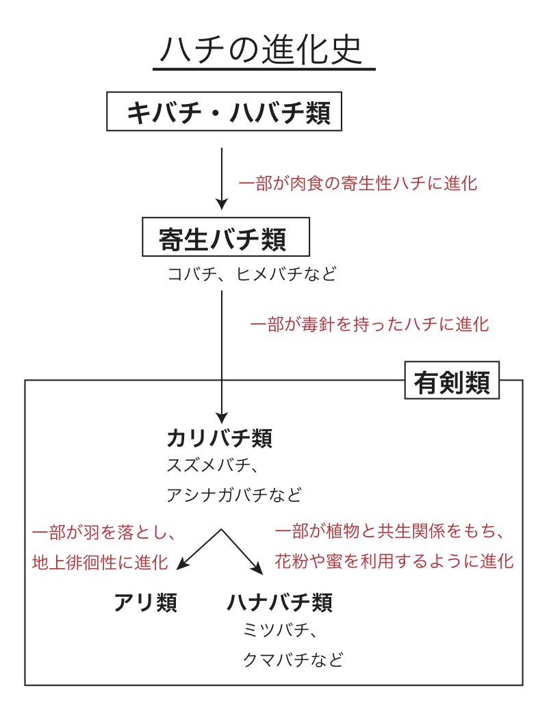 ハチの進化史