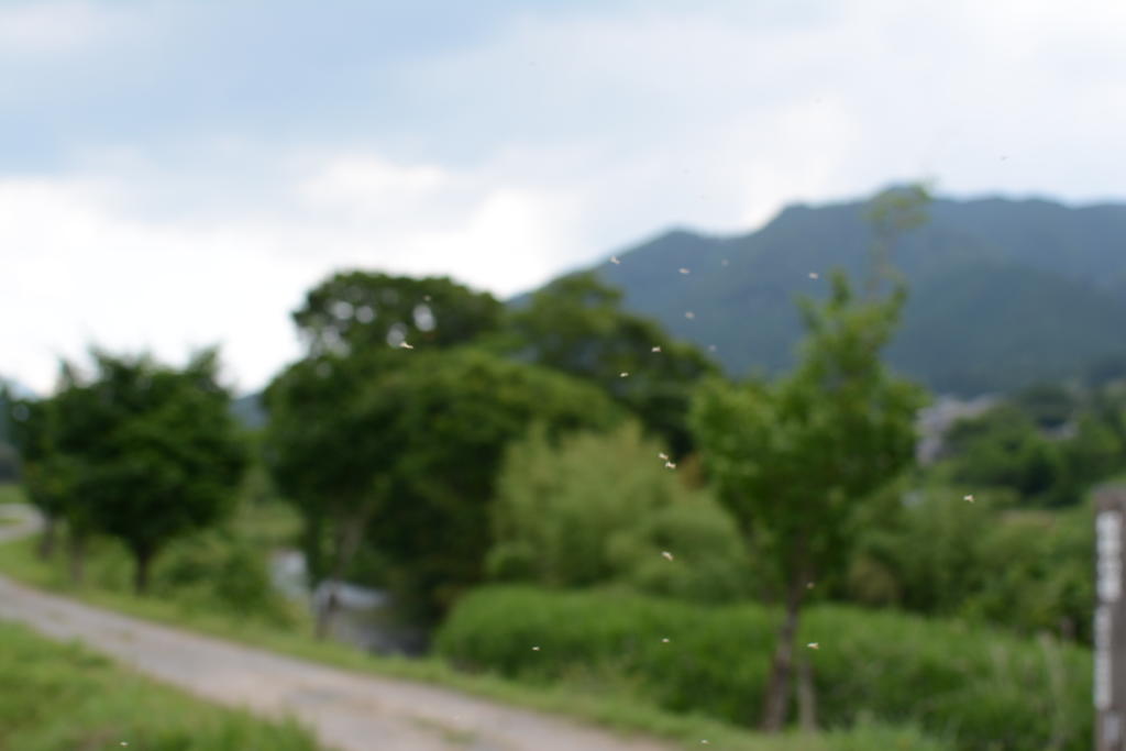 蚊柱