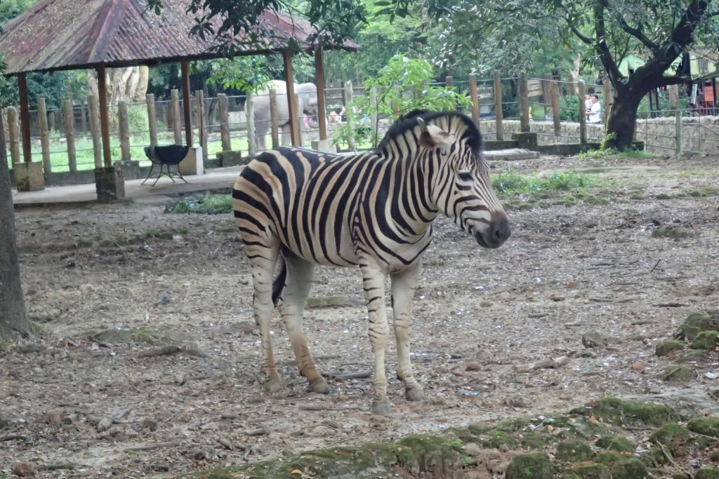シマウマ