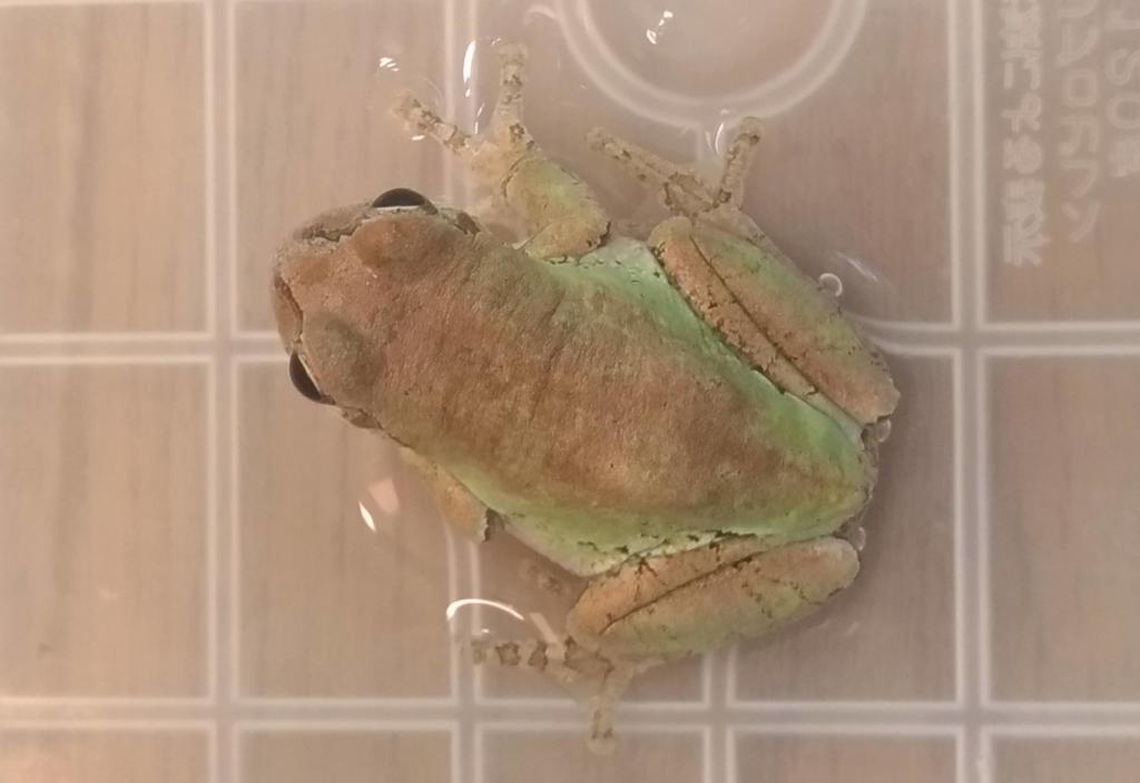 アマガエル