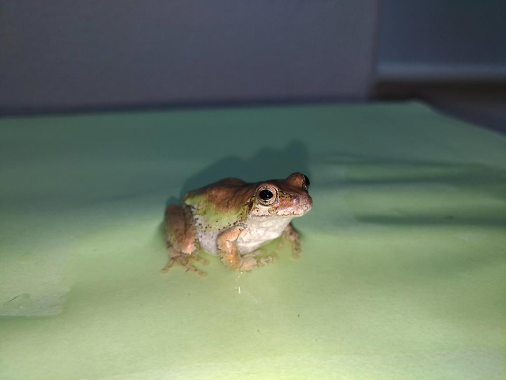 アマガエル