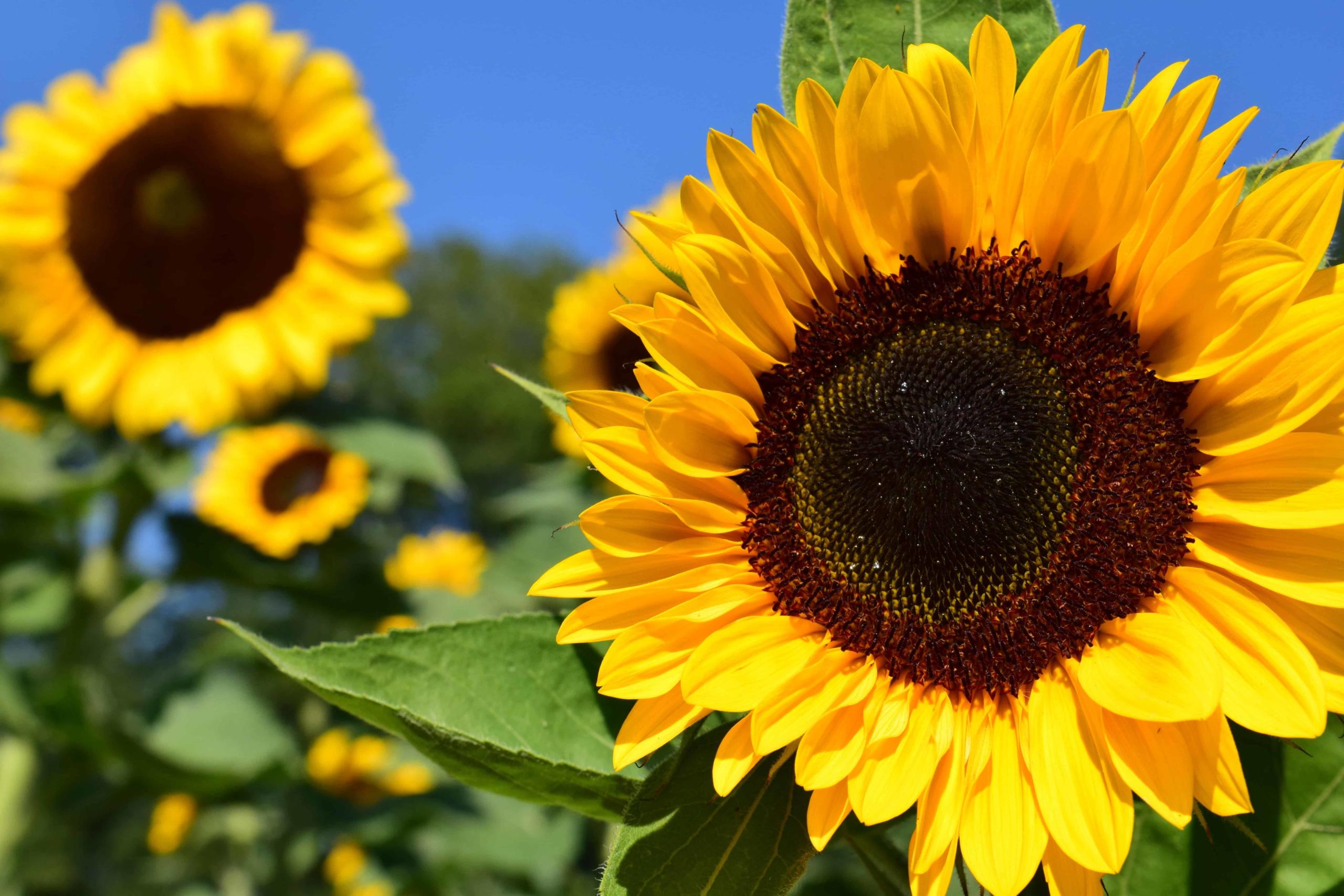 ヒマワリの花は、実は太陽を追いかけない。 - いきもの発見日和