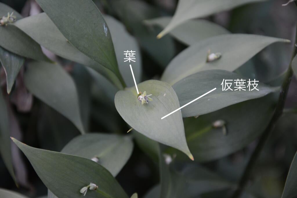 ナギイカダの葉