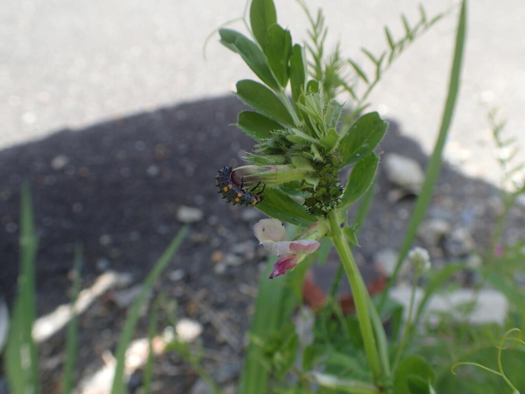 ナナホシテントウの幼虫