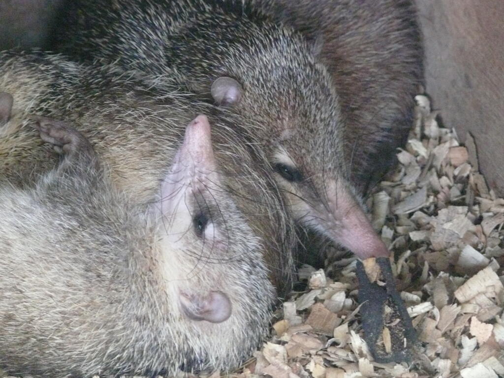 Tenrecs