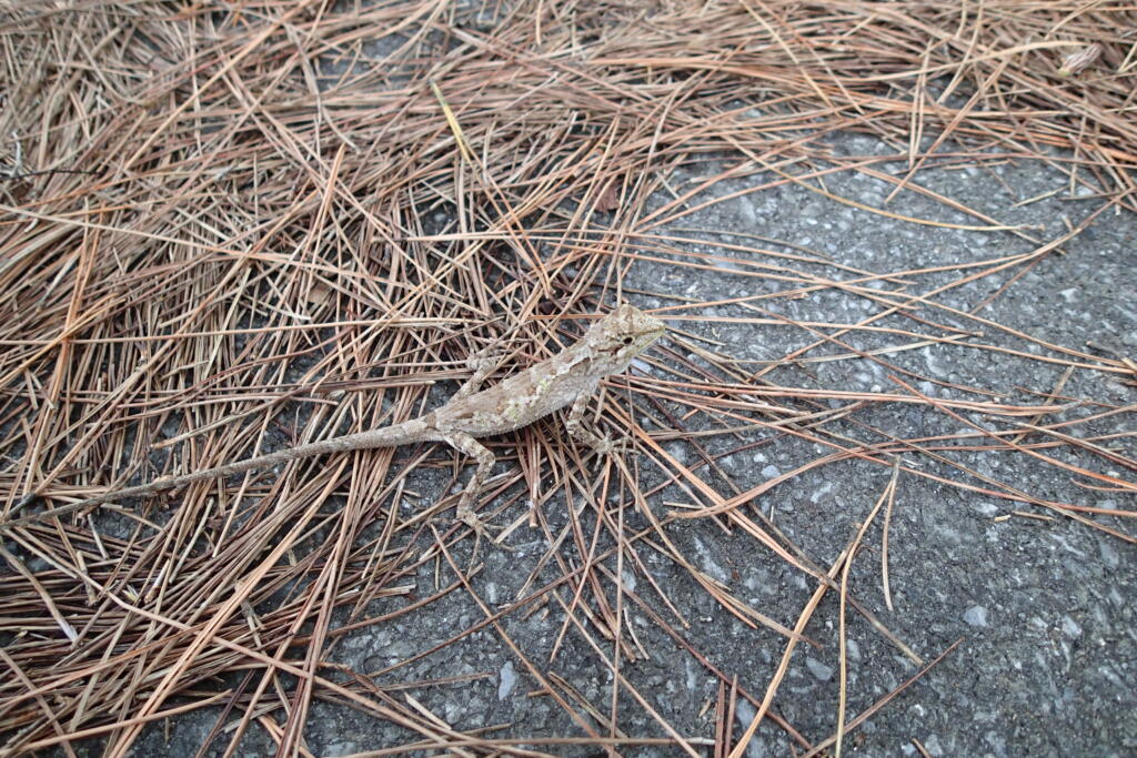 キノボリトカゲ