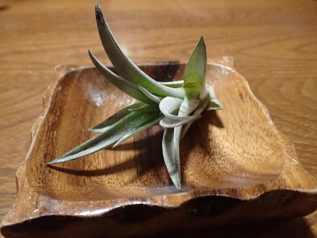 チランジアハリシー