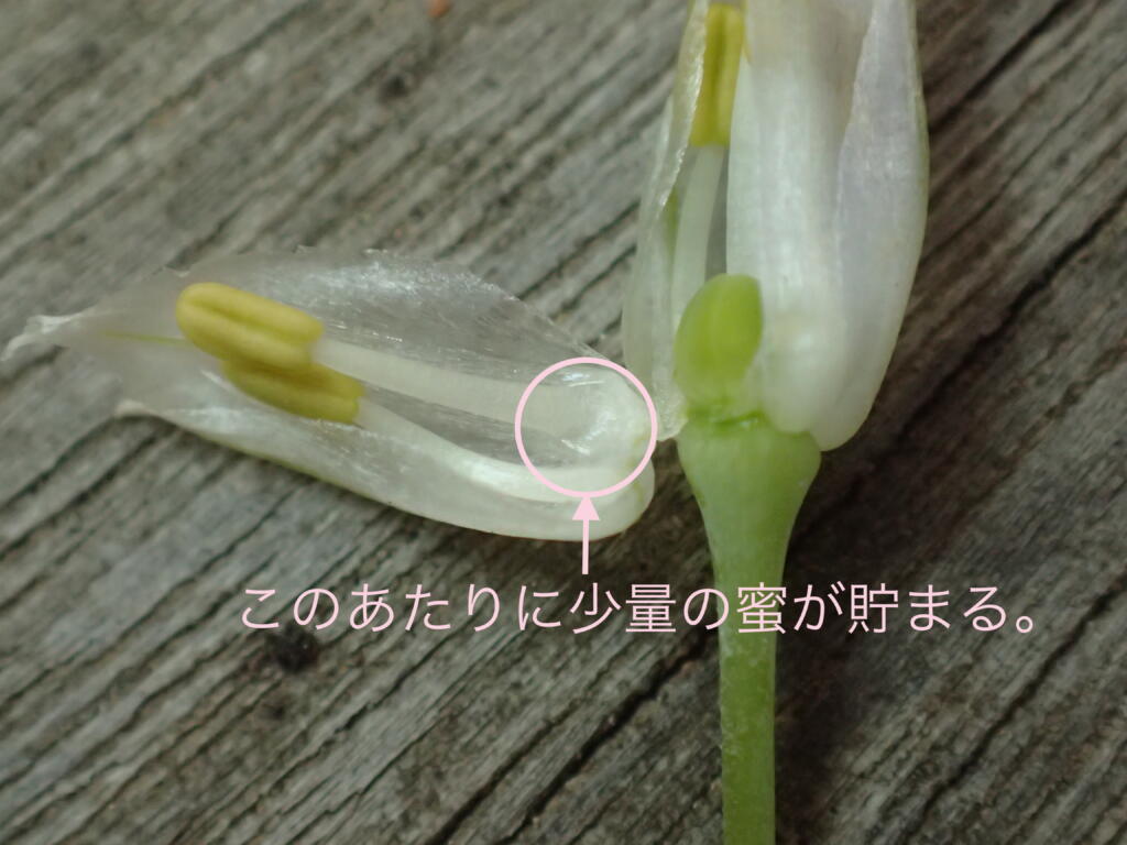 ネギの花