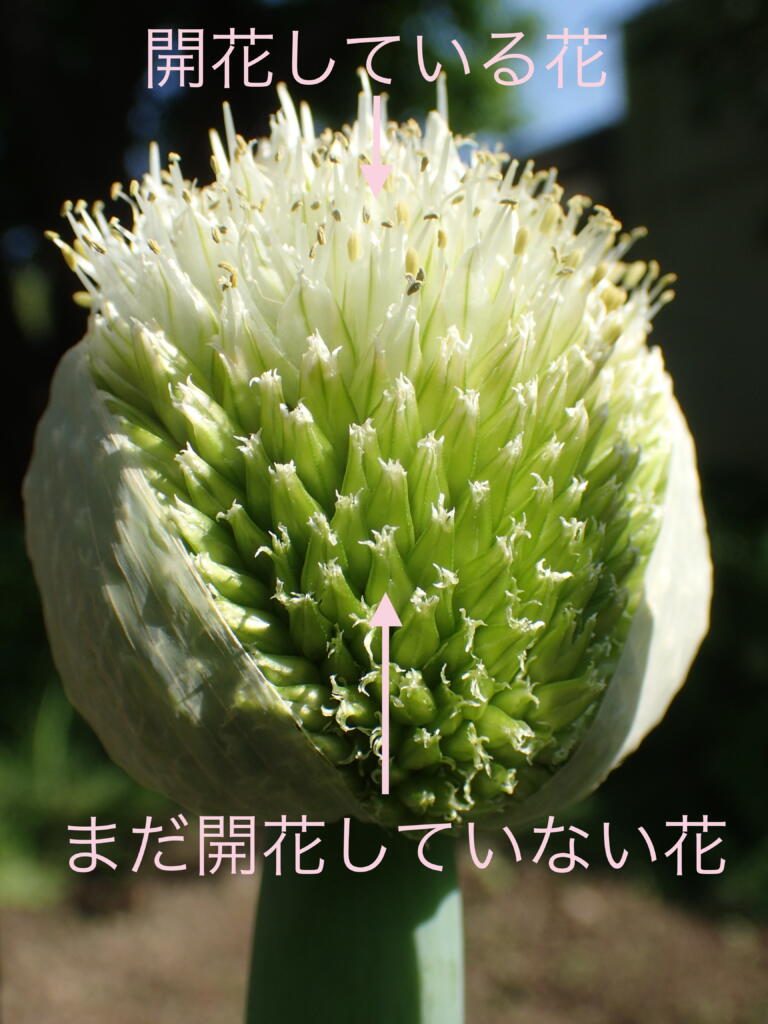 ネギ坊主
