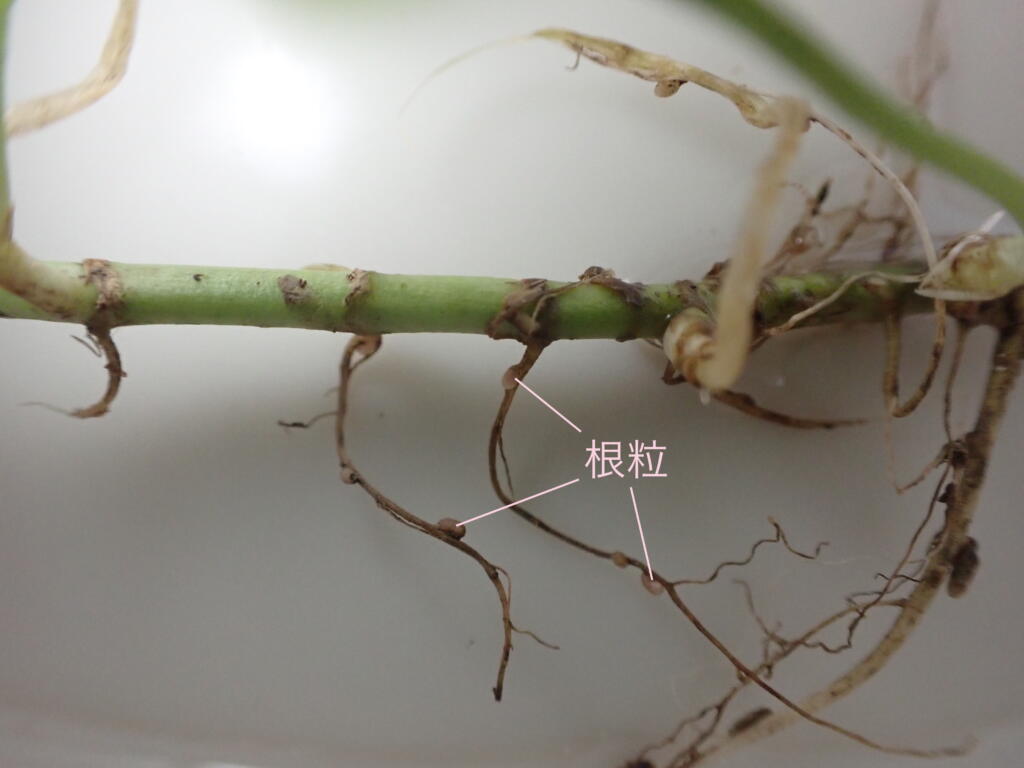 根粒