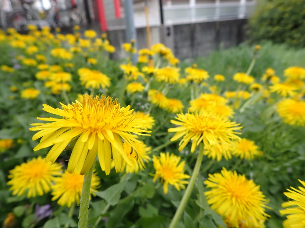 セイヨウタンポポ