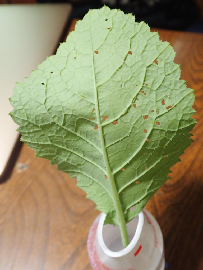 モンシロチョウの幼虫