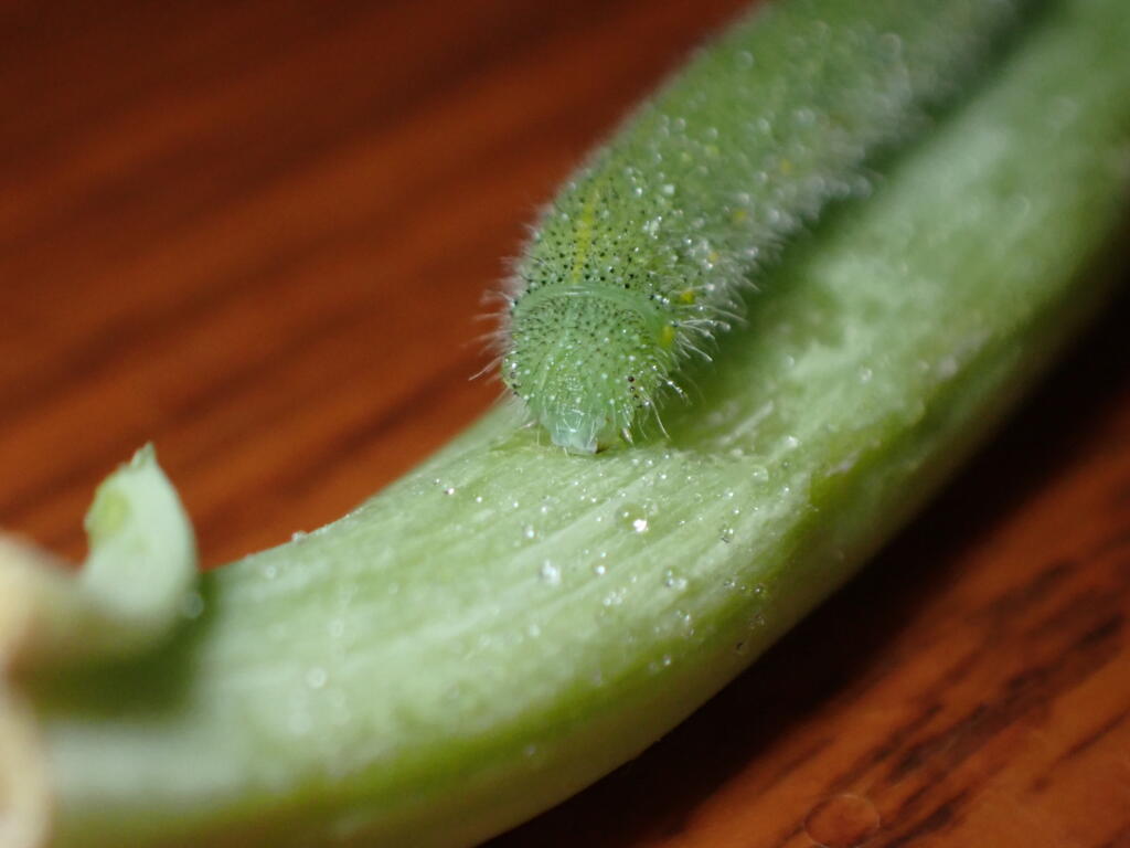 モンシロチョウの幼虫