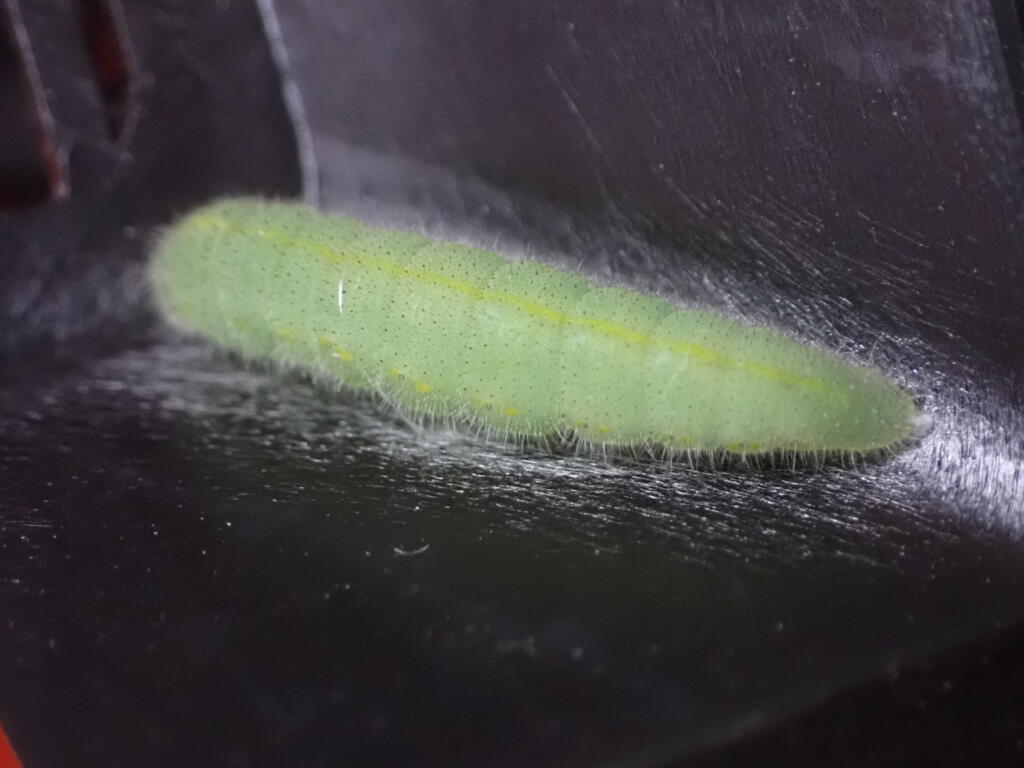 モンシロチョウの幼虫