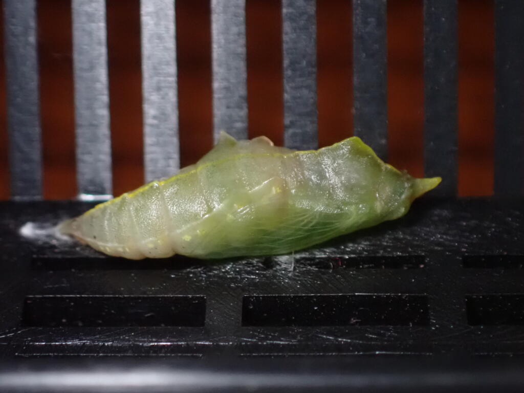モンシロチョウの蛹