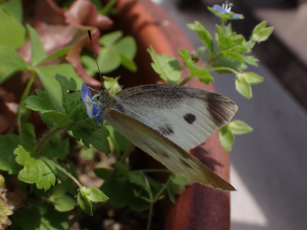 モンシロチョウの成虫