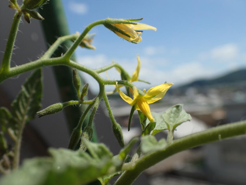 トマトの花