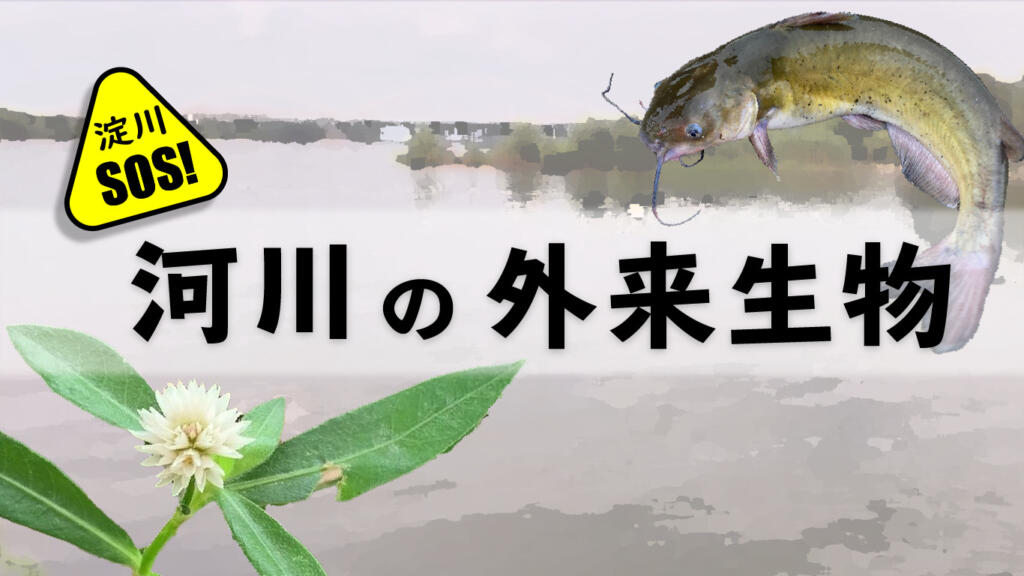淀川SOS！河川の外来生物