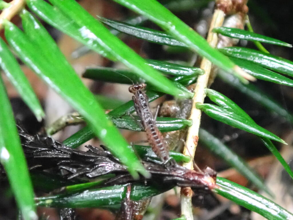 ヒナカマキリ