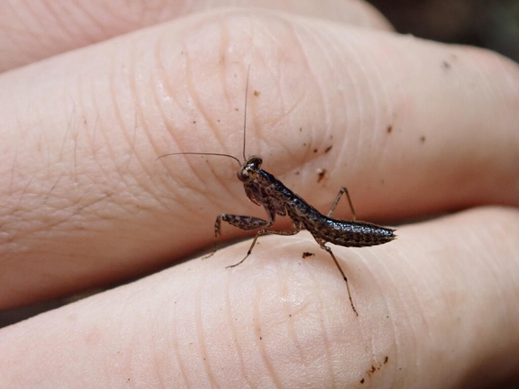 ヒナカマキリ