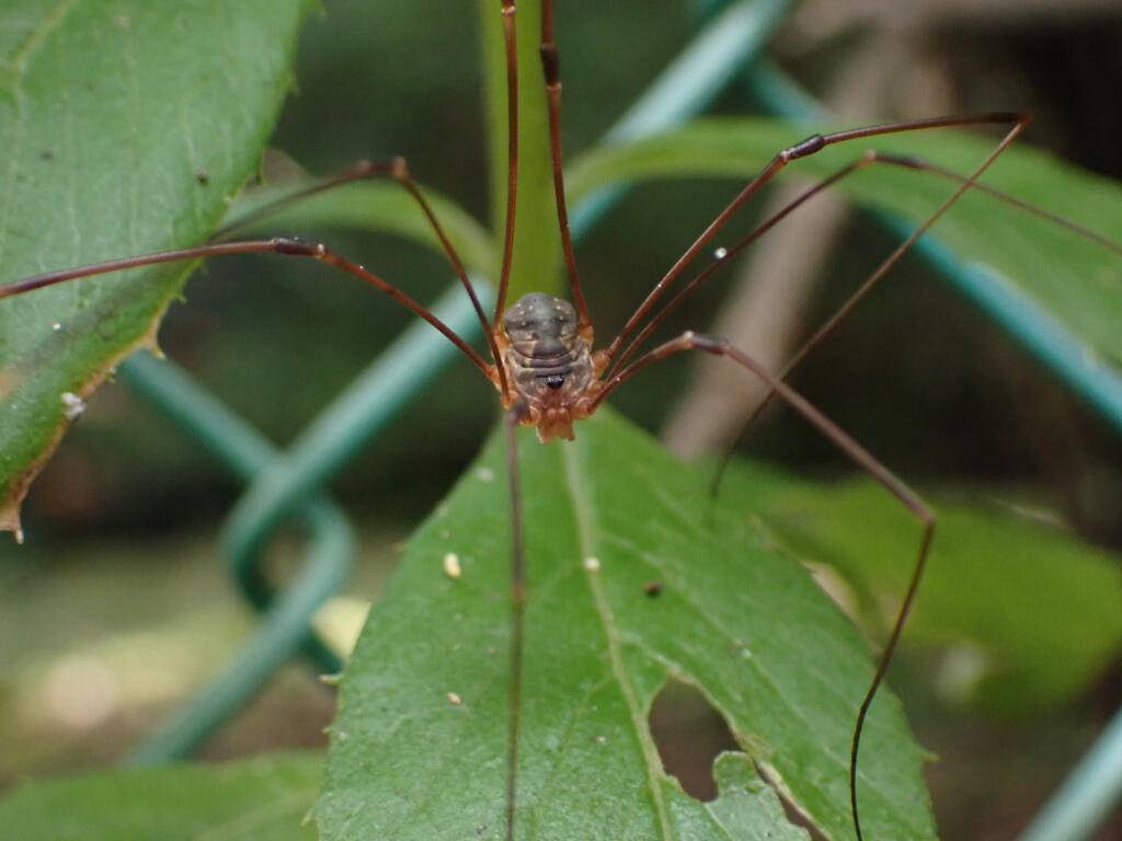 ザトウムシ